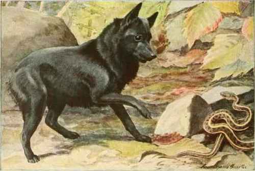 dogs